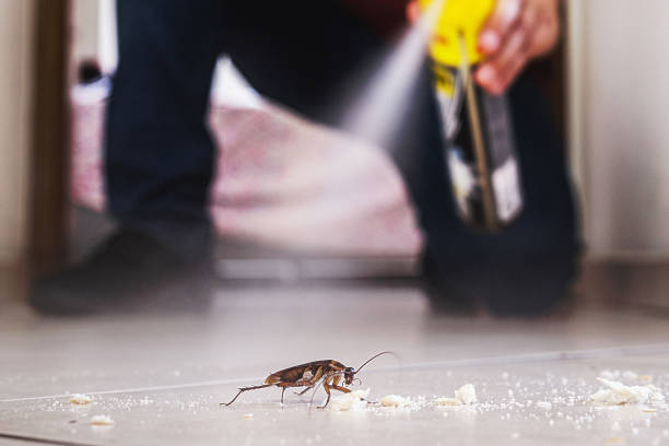 Best Cockroach Control Services  in South Connellsville, PA